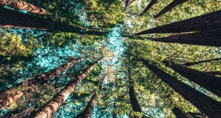 Factsheet 'Duurzaam hout en het klimaat in Nederland'