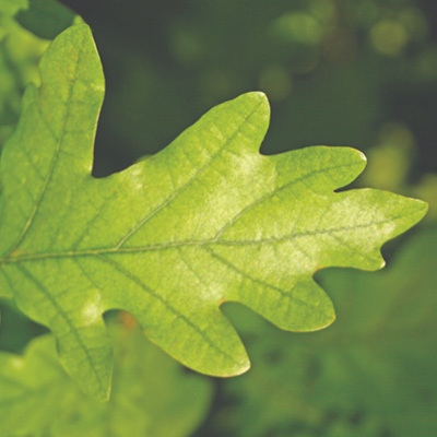 Hoe zien wij de Circulaire Economie vanuit de houtindustrie?