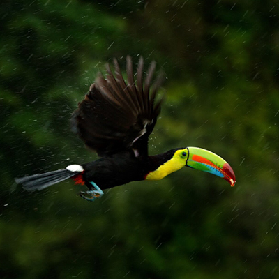 3FM Serious Request tegen ontbossing