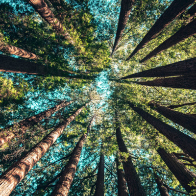 Bossen, onze nieuwe helden