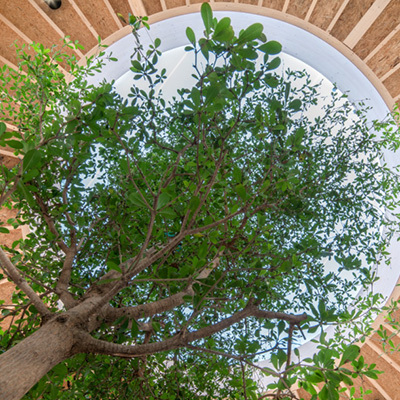 Is er wel genoeg bos om meer met hout te bouwen?