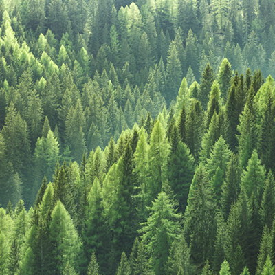 Europese Bossenstrategie: Hout heeft potentie voor klimaat