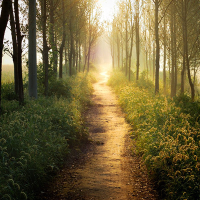 Lage CO2 Footprint van hout