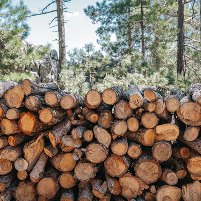 Hout in het nieuws: 'Het bouwen van morgen is van hout'