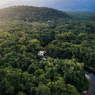 Bestrijden van illegaal hout