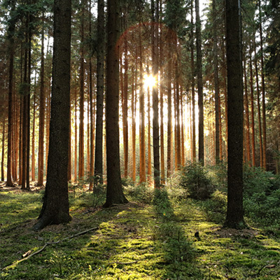 Negen verhalen over bouwen met bomen